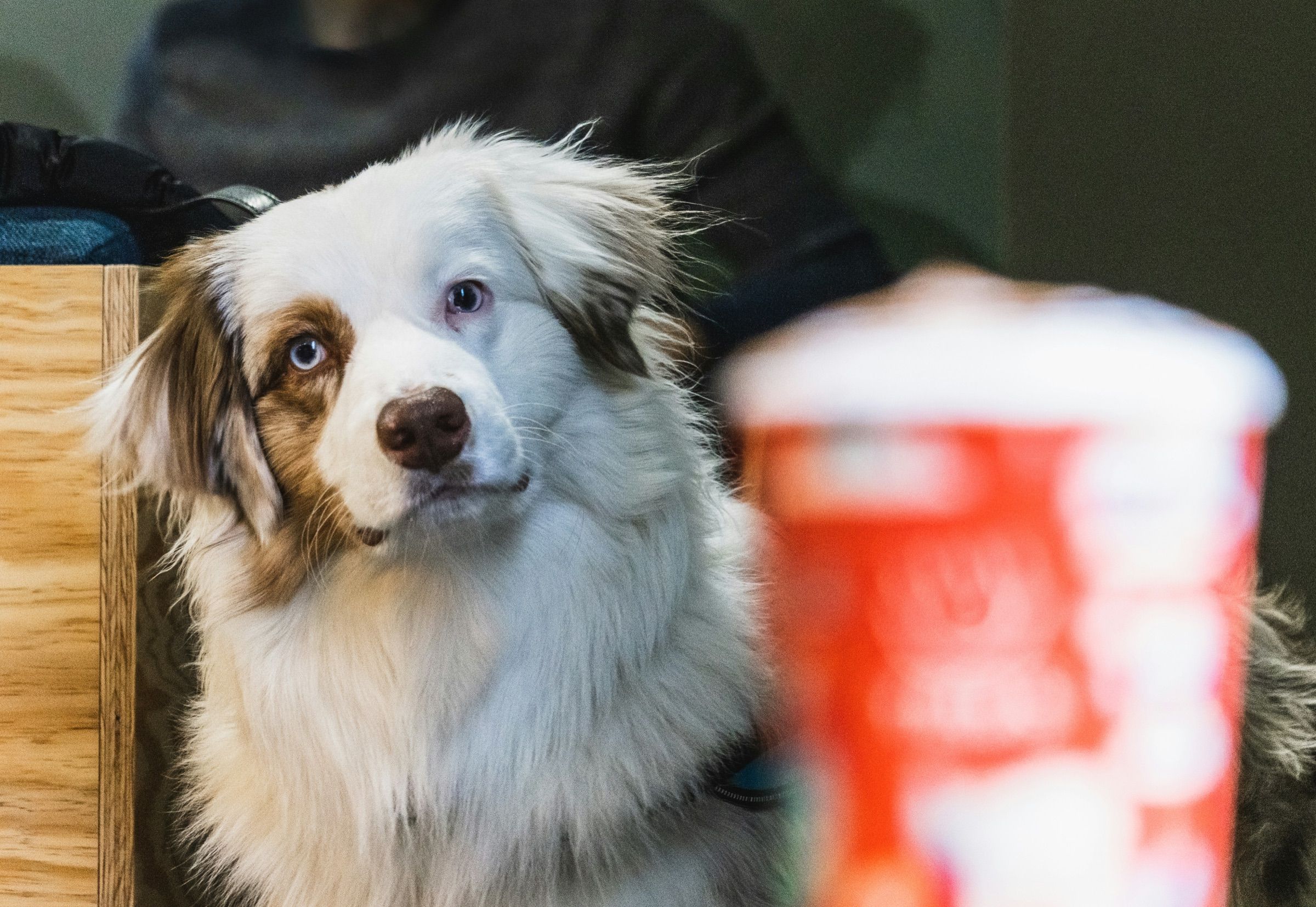 Un chien aux yeux vairons attablé dans un café, derrière un gobelet rouge.