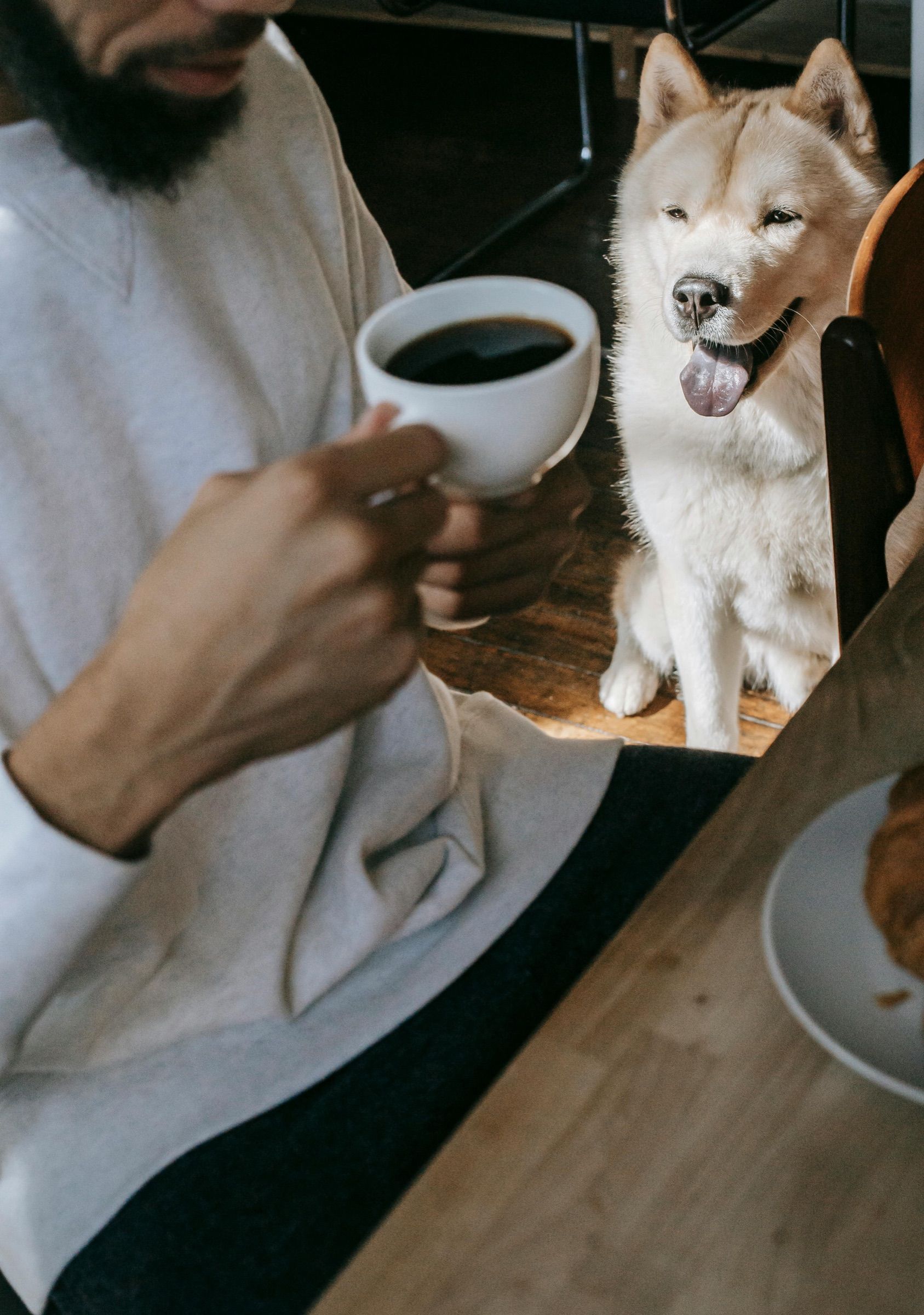 Un shiba assis à côté d’un homme qui boit son café.